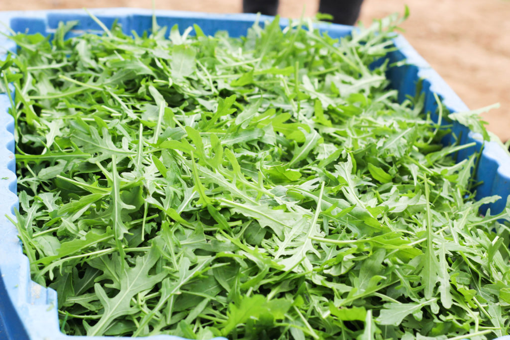 Oui Oui-visita huerto y fabrica Florette (28)